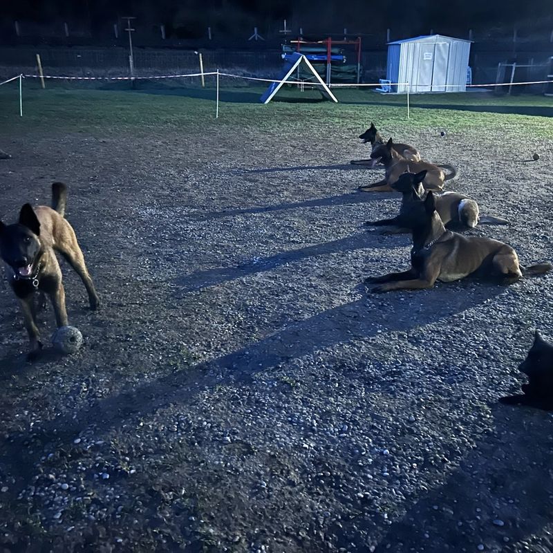 Hundetraining Aathal