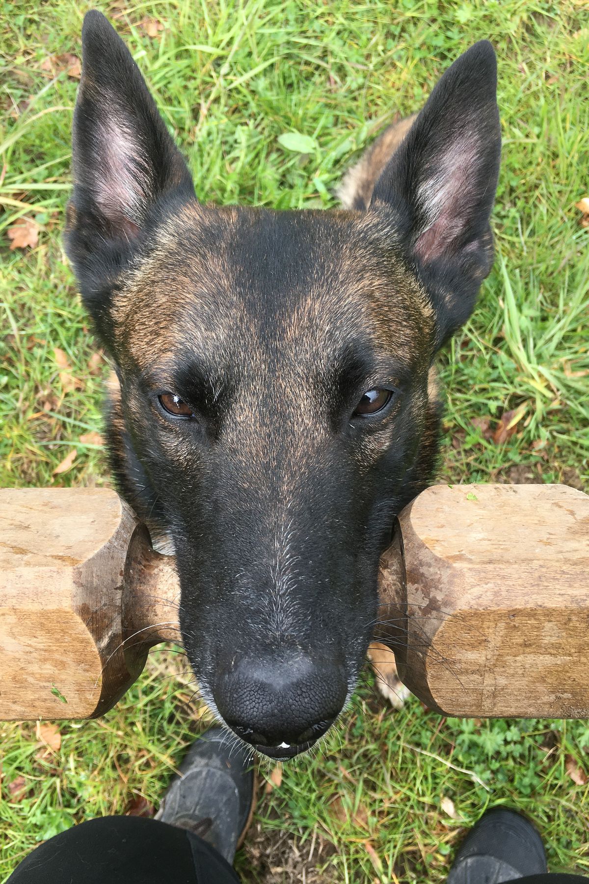 Sport- und Diensthundeausbildung