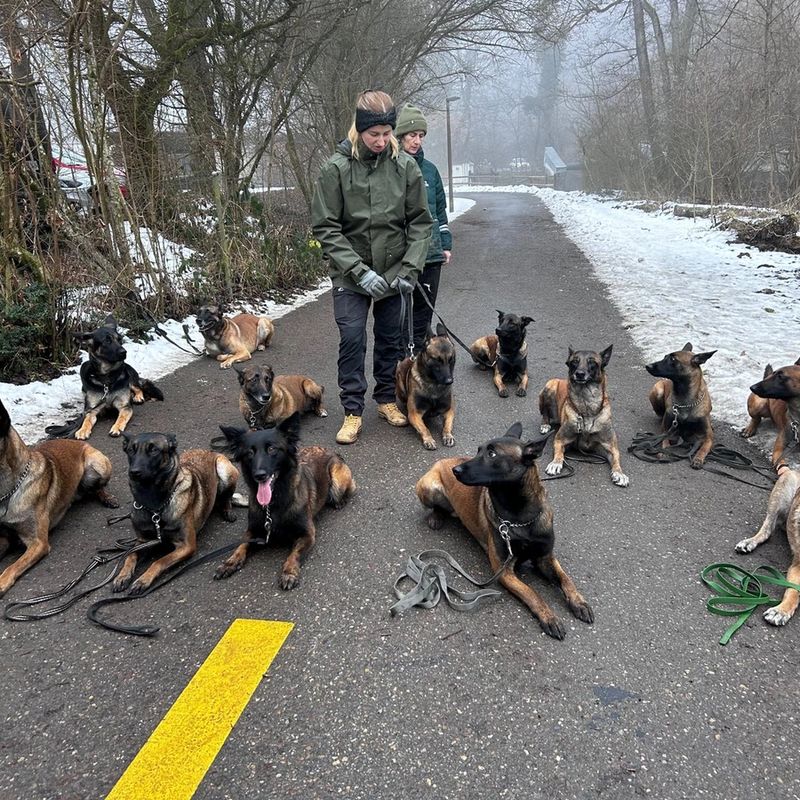 Training Hundeschule