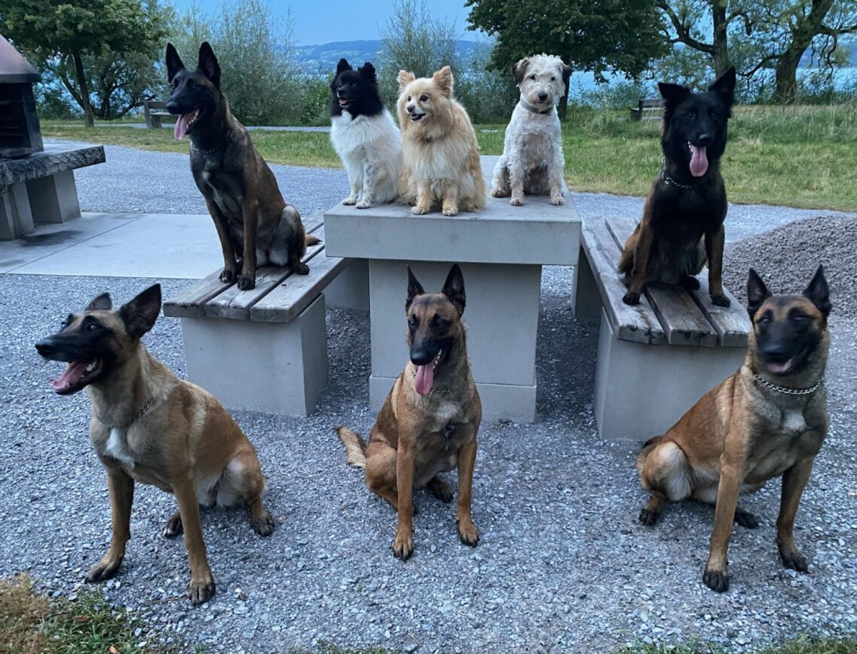 Obligatorische Hundekurse Kanton Zürich