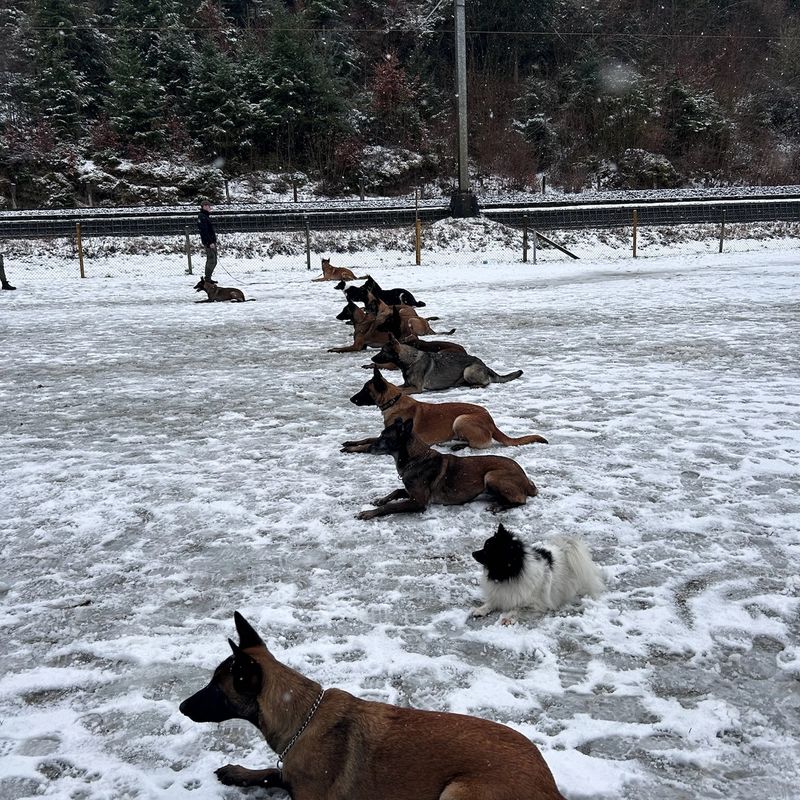Training Hundeplatz