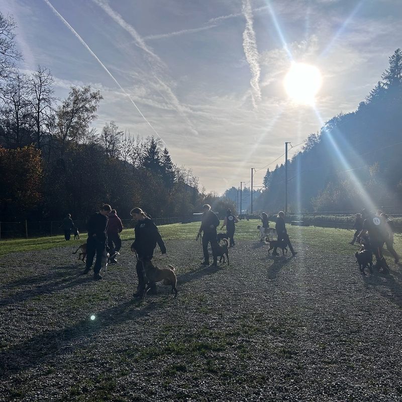 Energieseminar mit Hund