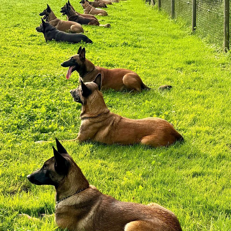 Hundetraining Aahtal