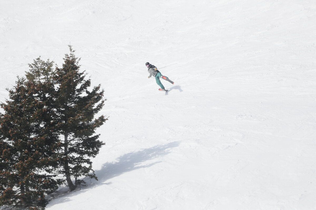Skier carving across an open snowfield beside a large evergreen tree