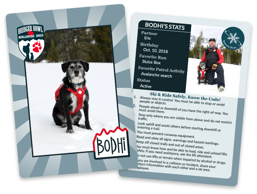 Margo the avalanche dog pictured on the front and back of a Bridger Bowl trading card.