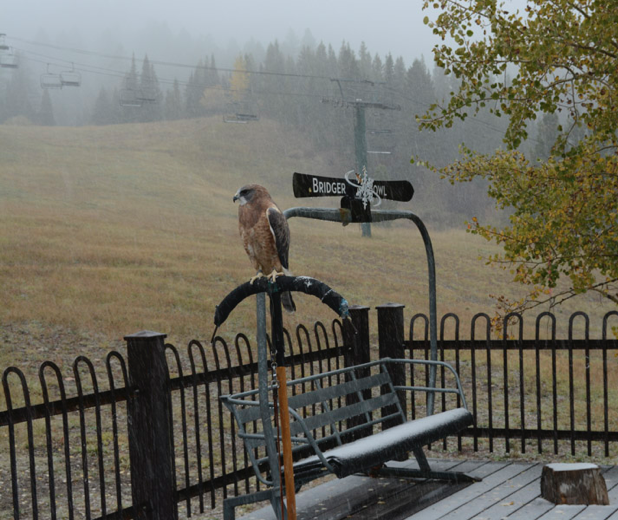 Raptor Fest—Day 1