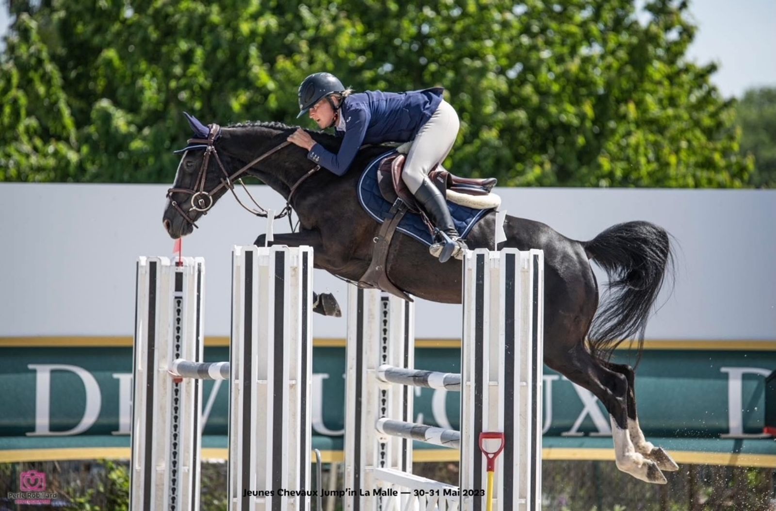 Travail des chevaux en concours