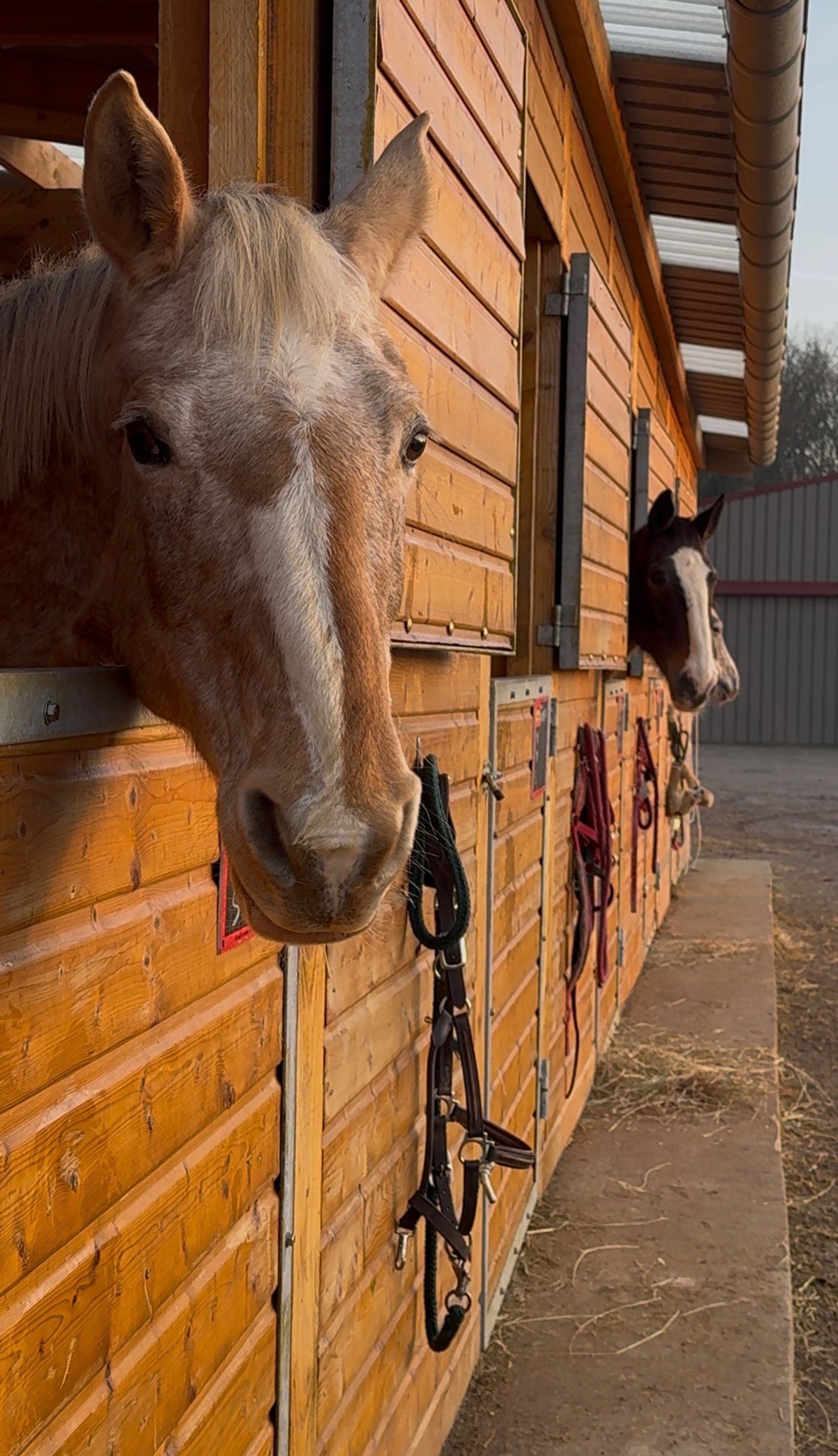 Une pension box pensée pour le quotidien de votre cheval