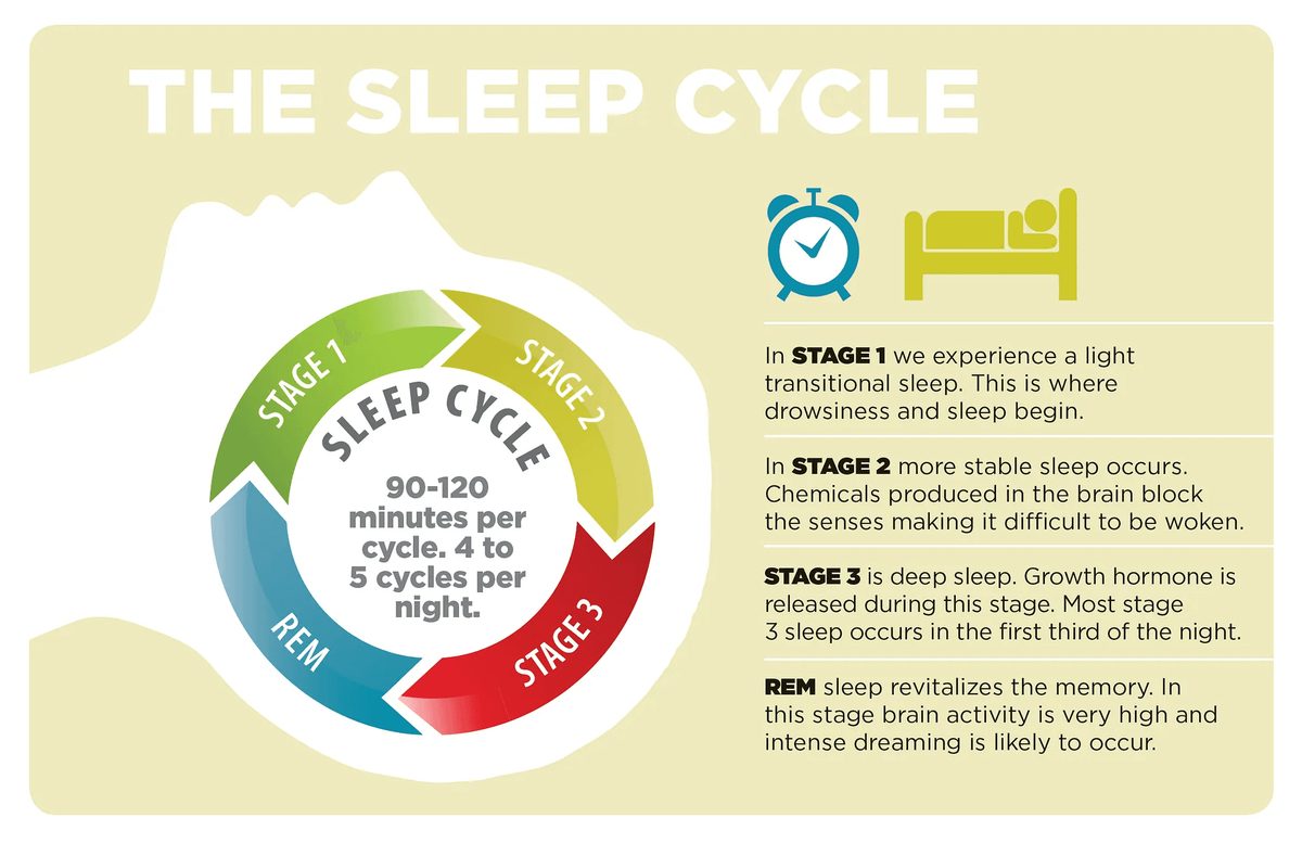 Diagram of the sleep cycle: stage 1, stage 2, stage 3 and REM sleep