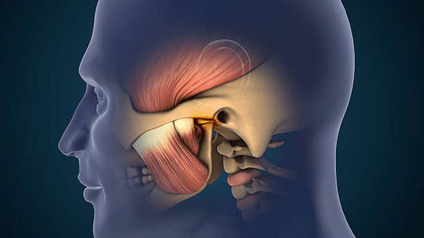Illustration of the jaw joint and chewing muscles