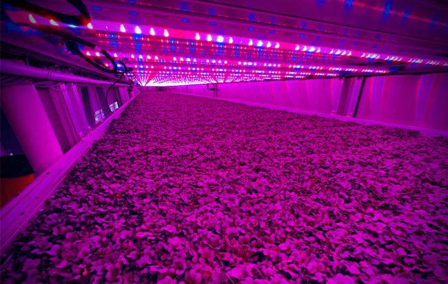 home-solutions-verticalfarming