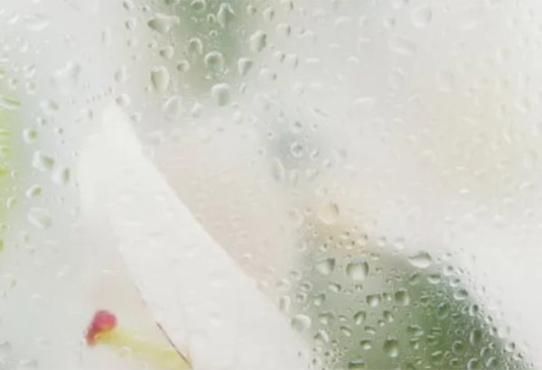 Humidity Control in Cannabis Facilities