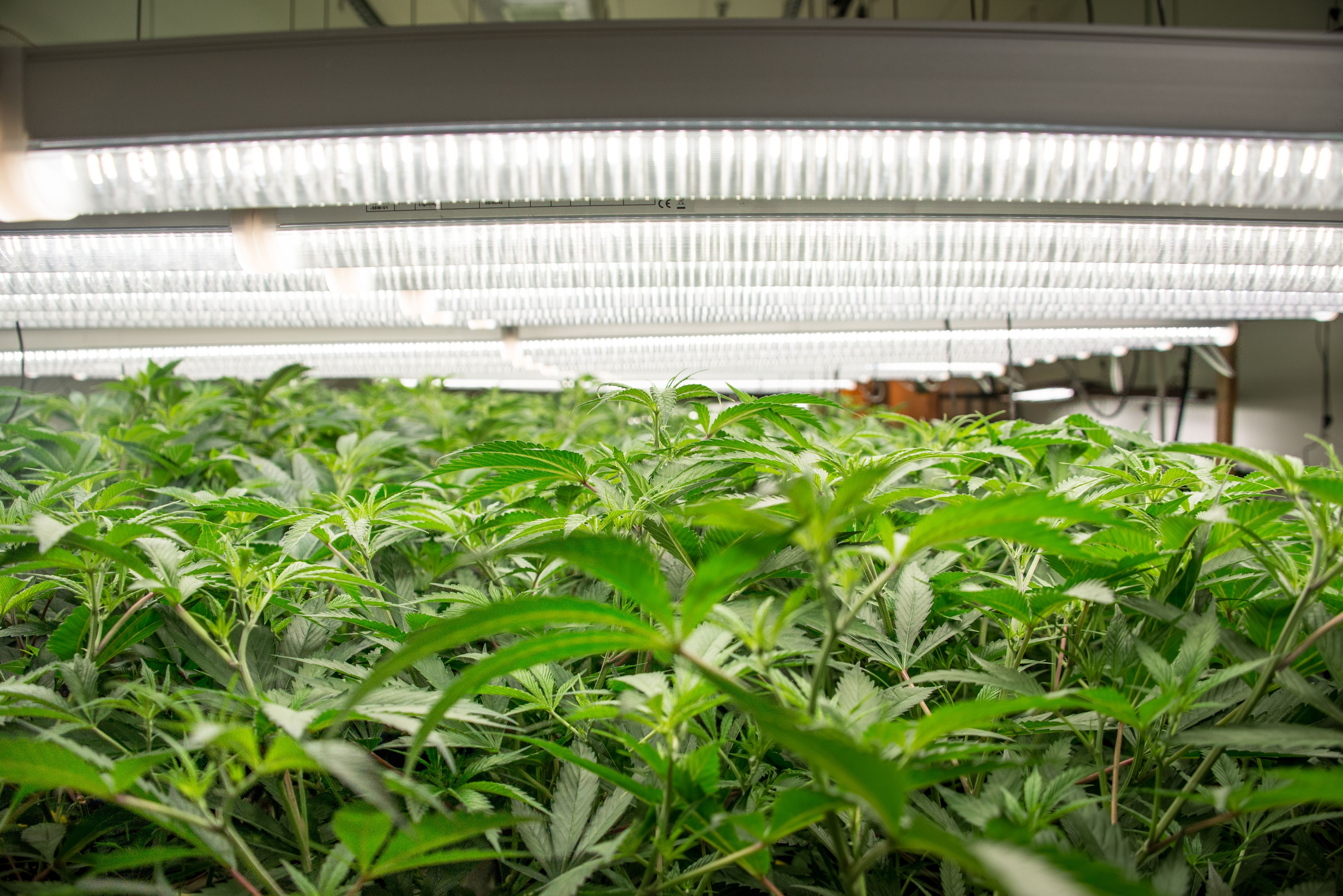 Infinity XE | Thrive Agritech