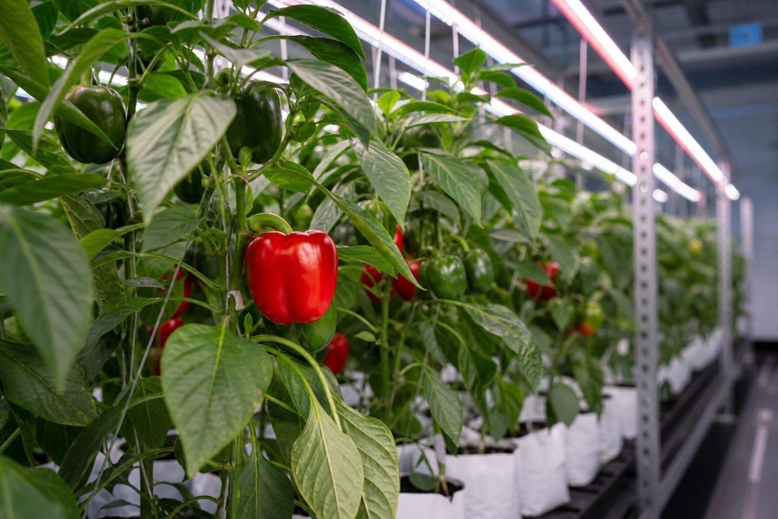 pepper lighting requirements greenhouse