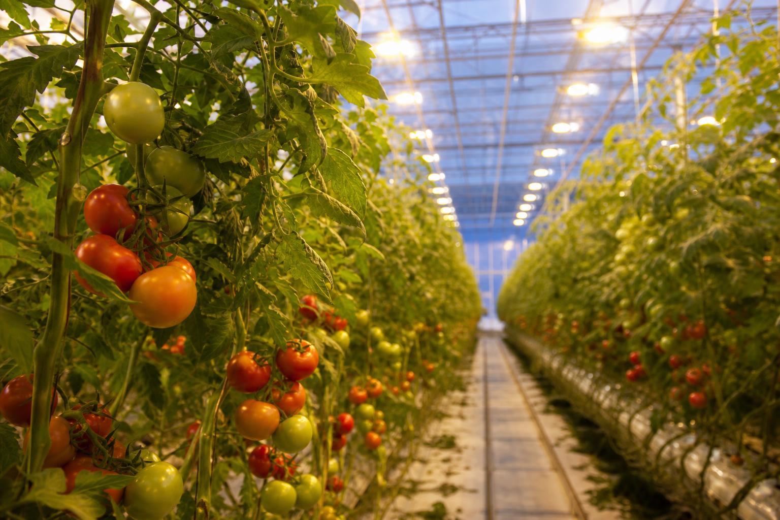 tomato lighting requirements greenhouse