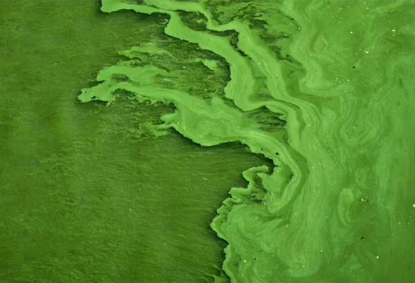 Algae Growth with LED Lighting