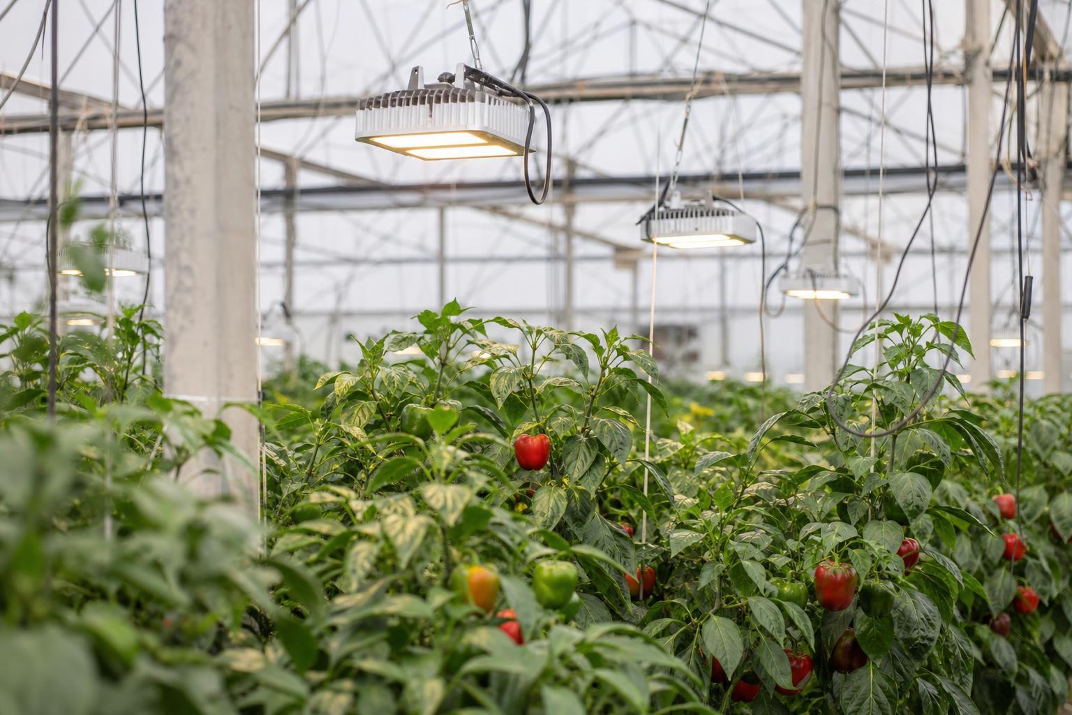 greenhouse lighting for peppers