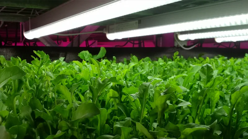 Certified Performance