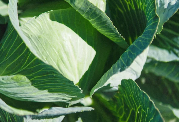 Avoid this common mistake when comparing LEDs to HPS