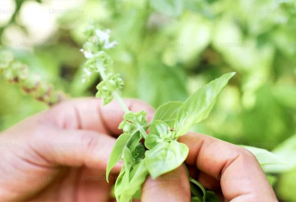 Thrive Agritech Boost LED Illuminates Basil farm in West Seneca, New York