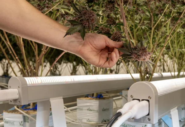 Boost XE Under Canopy Lighting Built for Canadian Cultivation