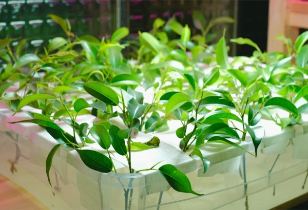 Transitioning to LED grow lighting