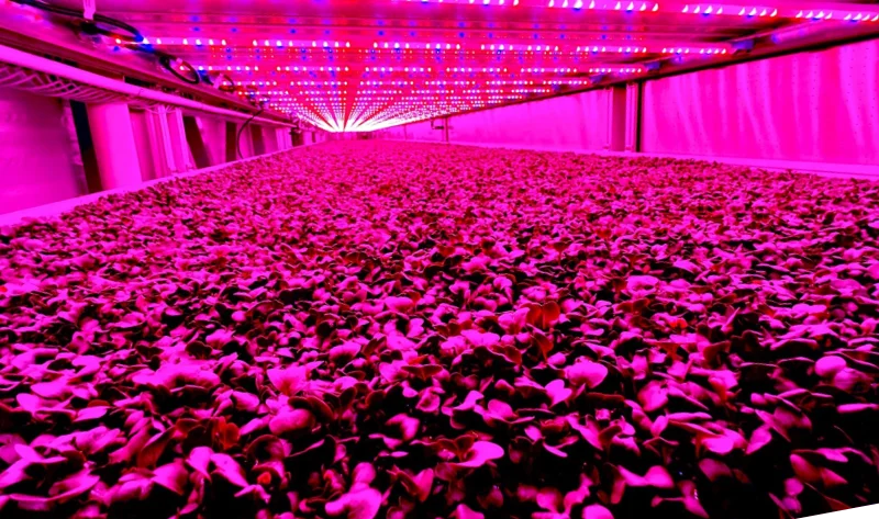 Vertical Farming