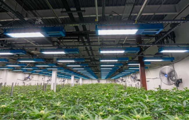 home-solutions-indoorcannabis