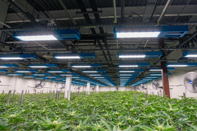 Cannabis cultivation