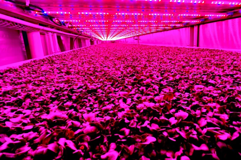 Vertical farms and controlled environment agriculture