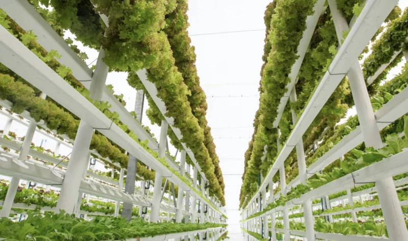 Vertical Farming