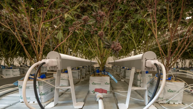 Uniform Light Beneath the Canopy