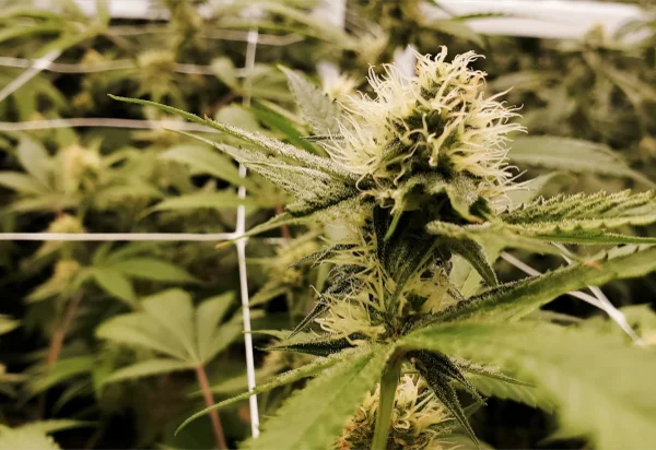 GMP Compliance for Indoor Cannabis Cultivation: What You Need to Know