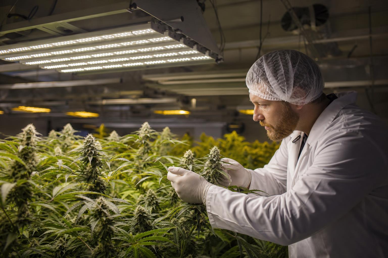 cannabis lighting efficiency