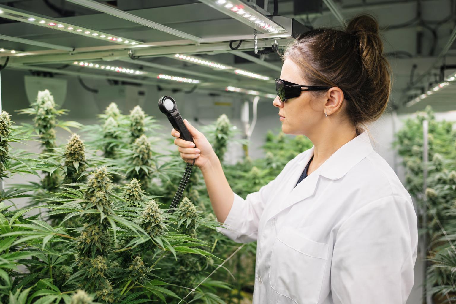 cannabis light intensity