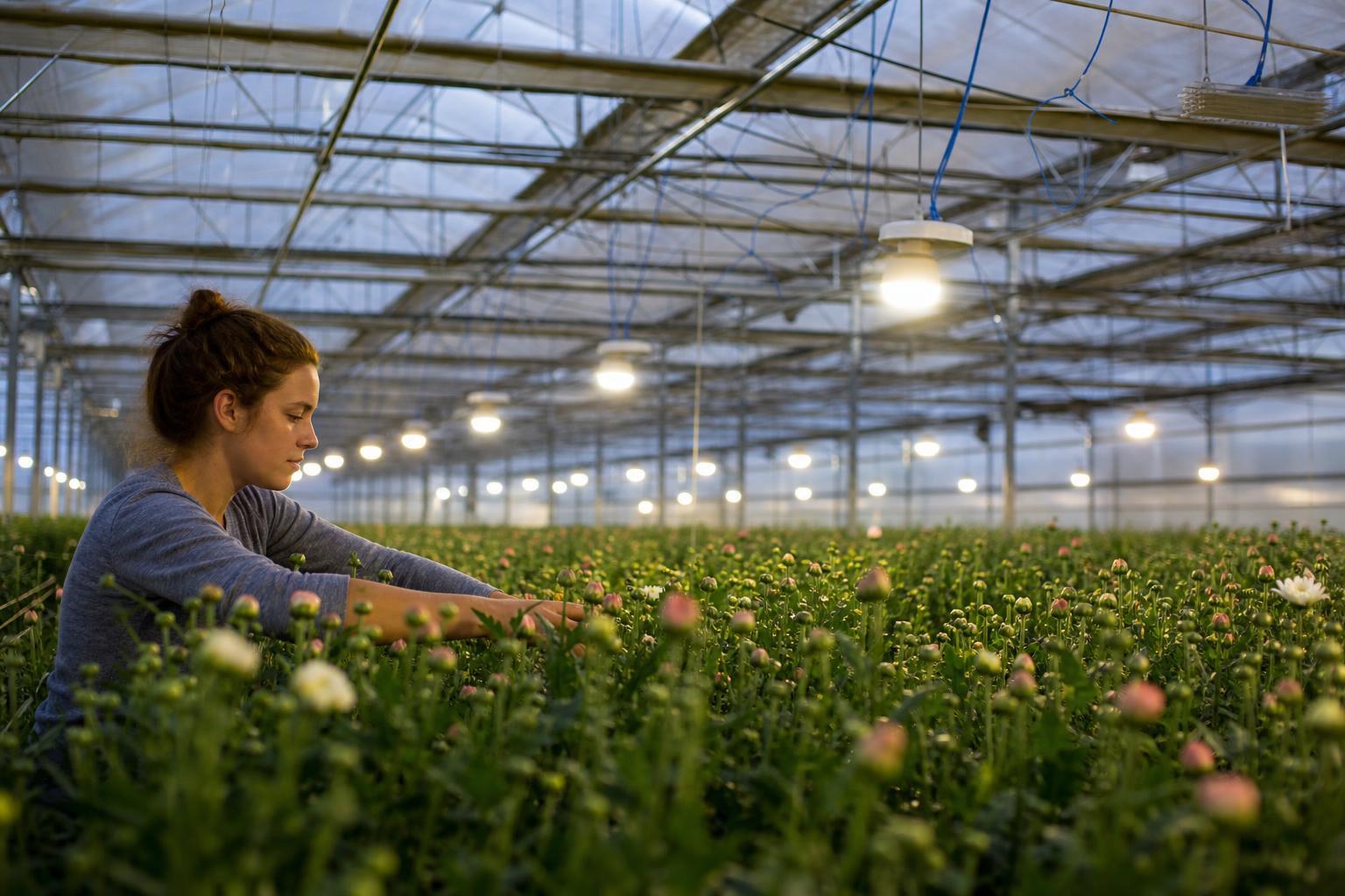 greenhouse photoperiod lighting