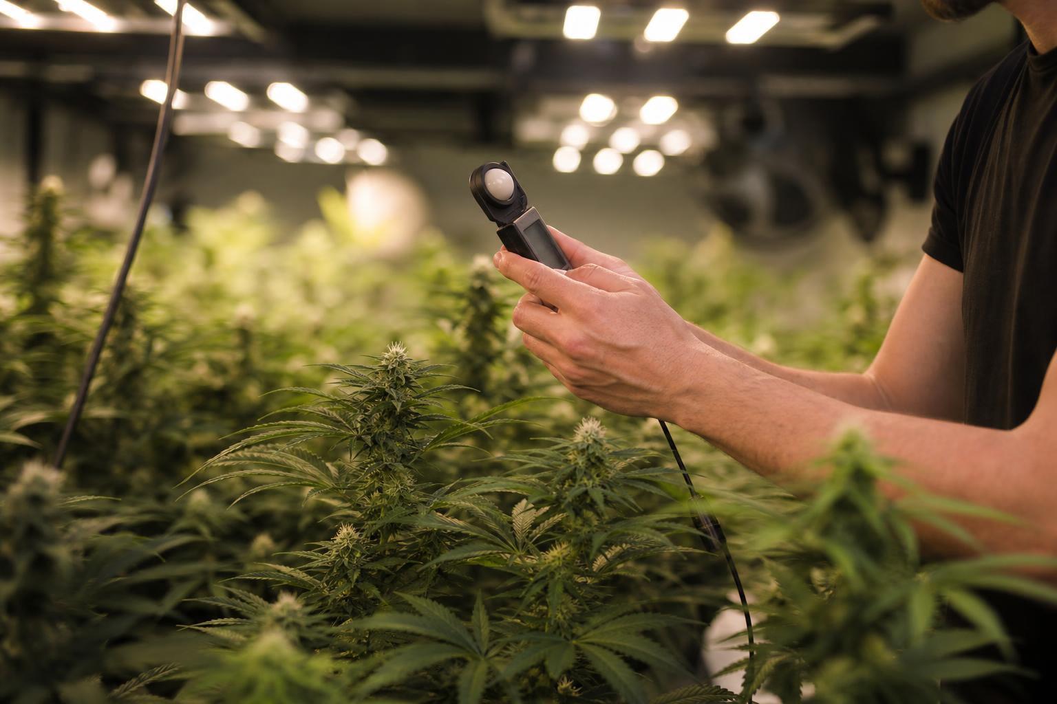 cannabis PPFD