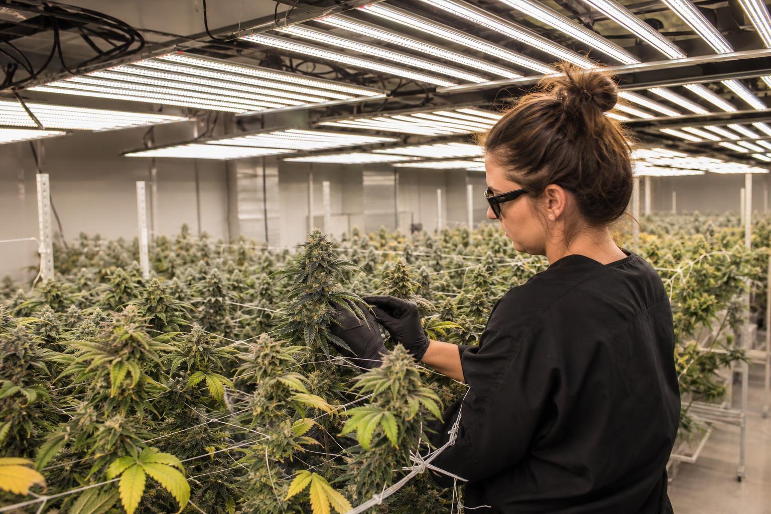 cannabis LED grow lights