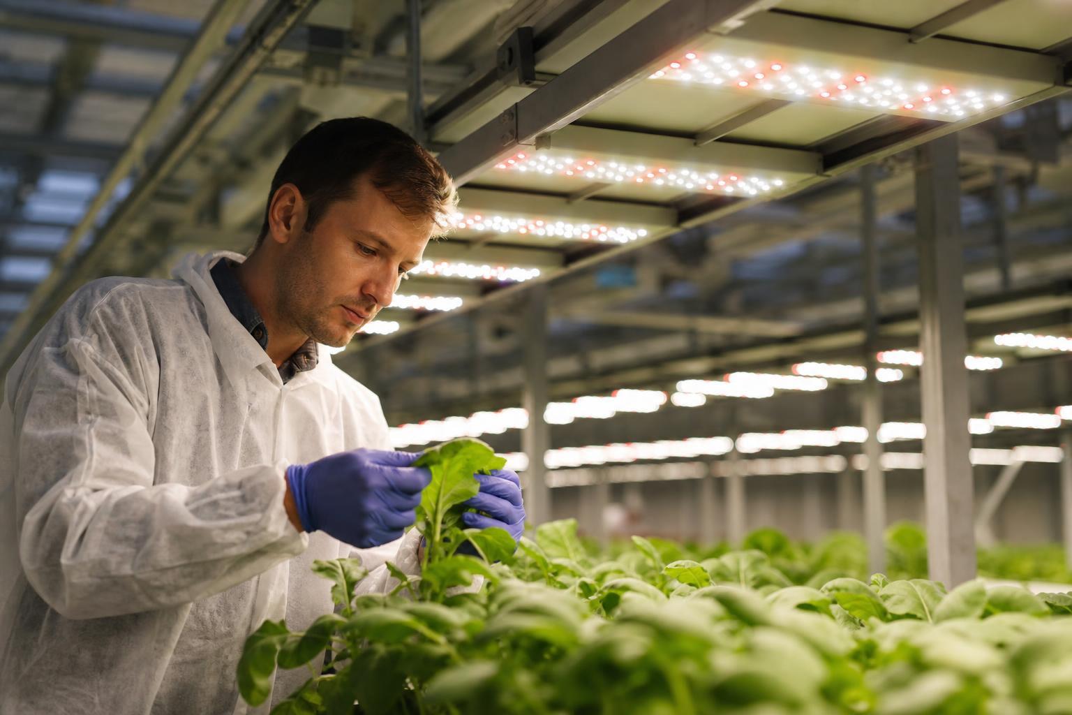 Philips greenhouse lighting alternatives