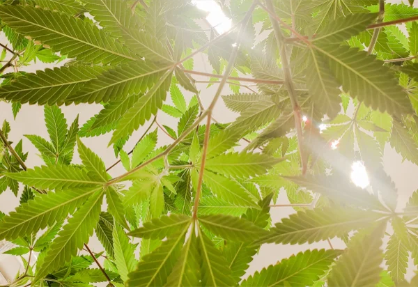 Thrive Agritech Dramatically Increases Production Yields for Commercial Cannabis Growers