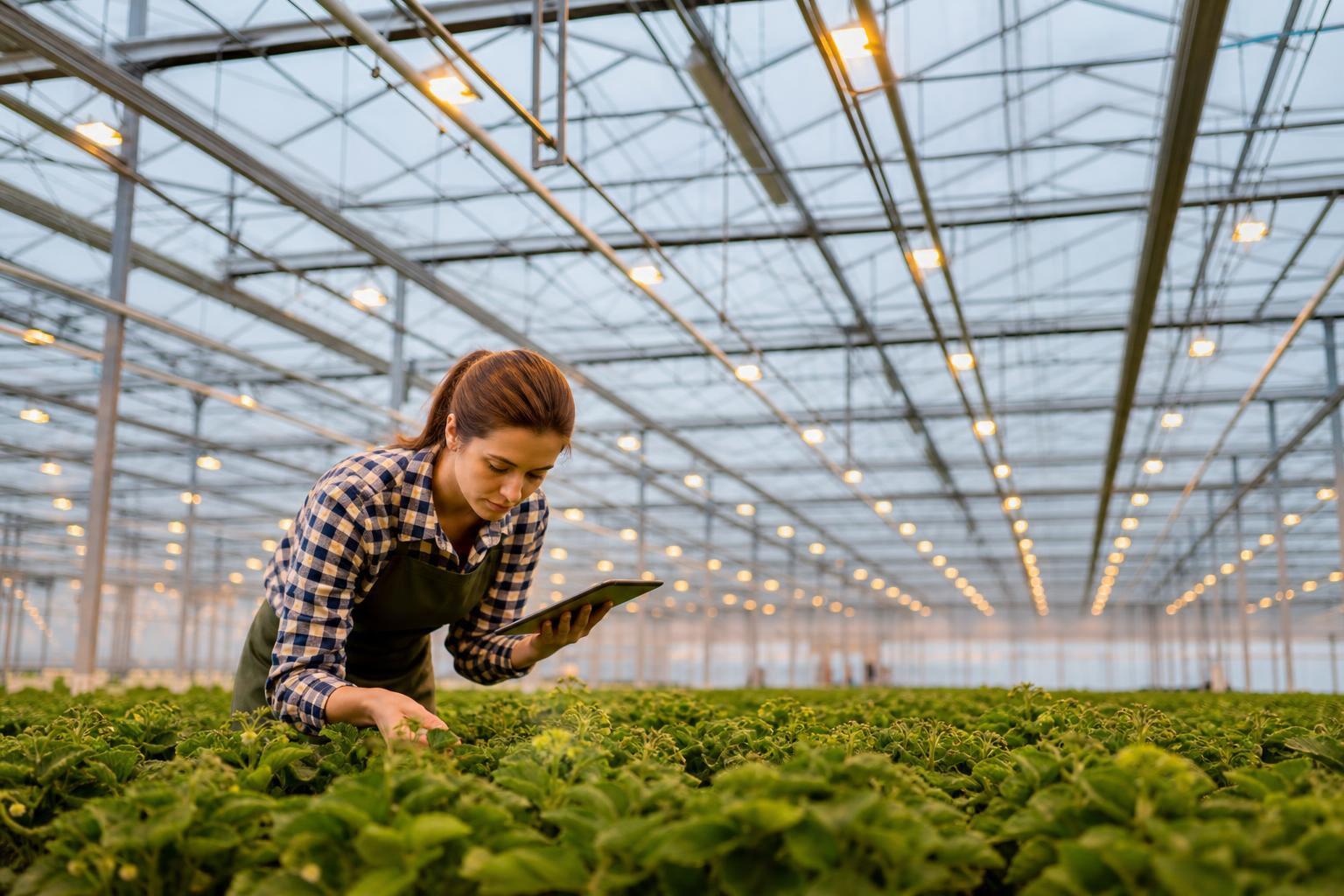 greenhouse lighting payback