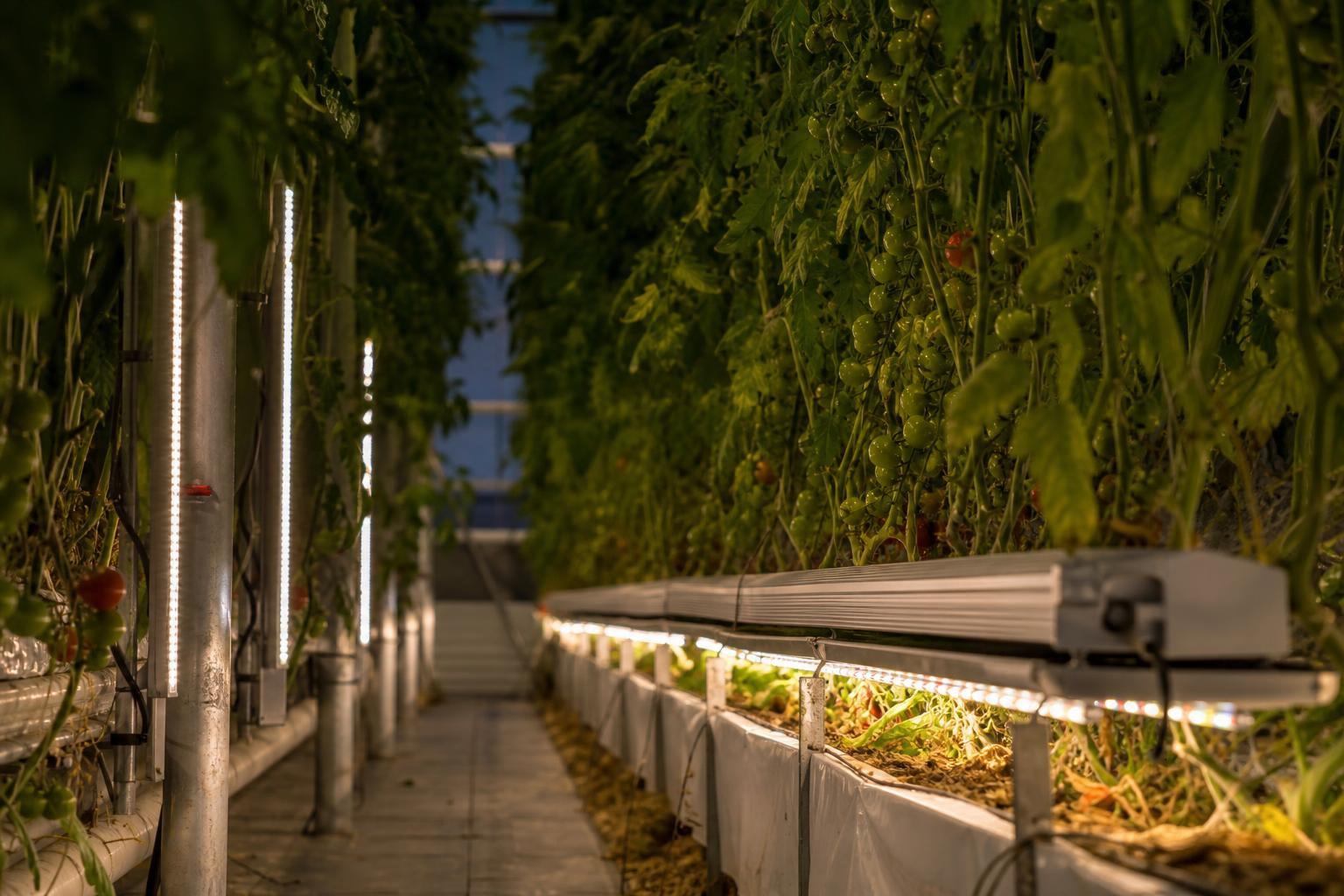 side lighting vs under-canopy lighting