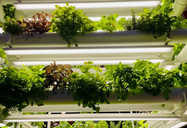 Climate Control in Vertical Farming