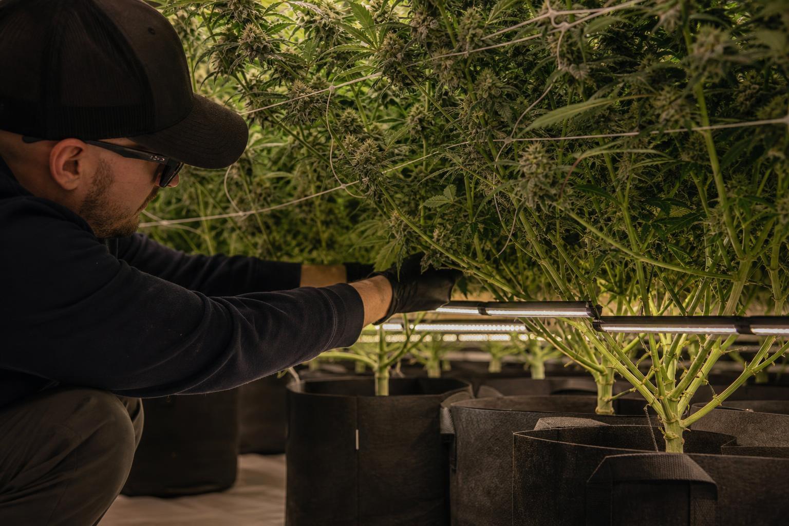 cannabis lower bud lighting