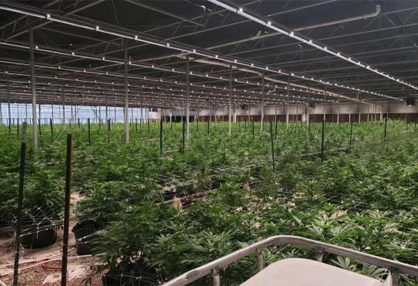 Thrive Agritech LED Grow Lights Chosen by Strawberry Fields