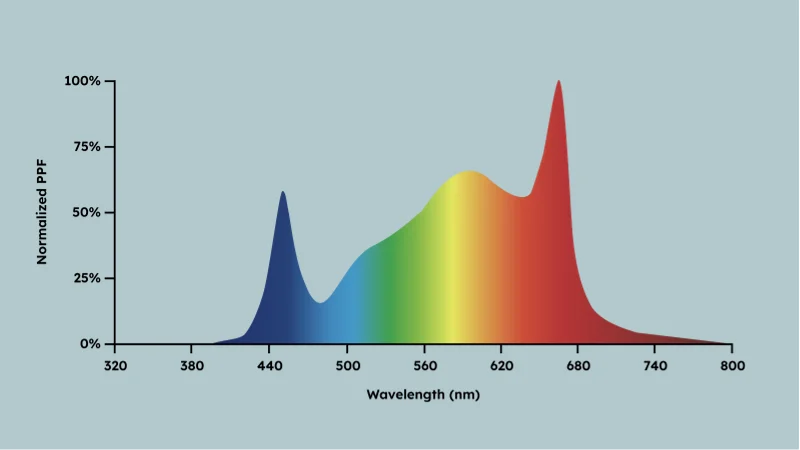 Custom Spectrum Options