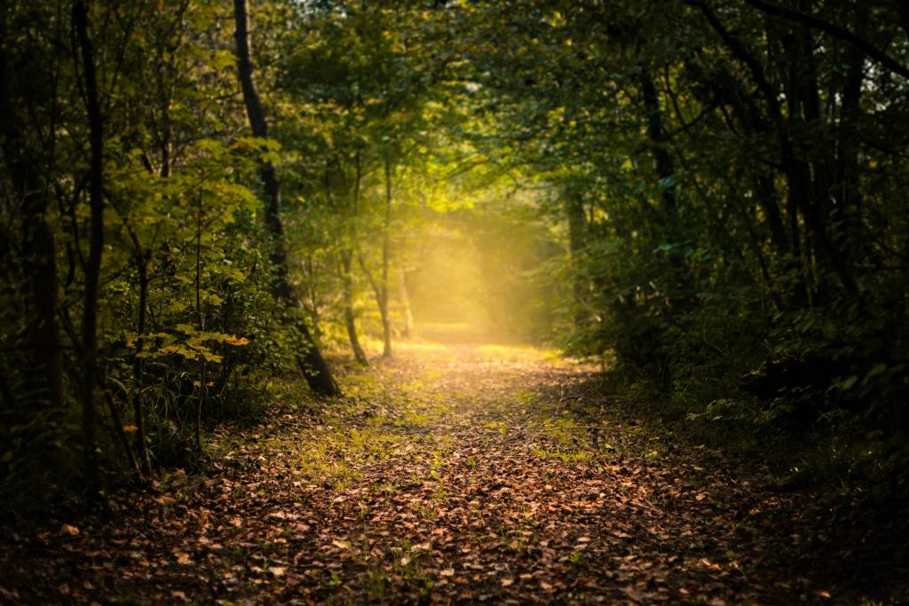 PACT Couples Therapy in Seattle: A Psychobiological Approach to Lasting Connection