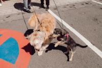 Hunde spielen miteinander