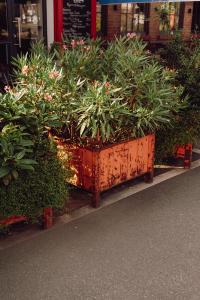 Pflanze im Außenbereich