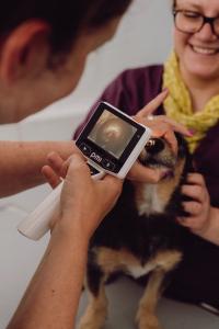 Untersuchung der Nase bei einem Hund